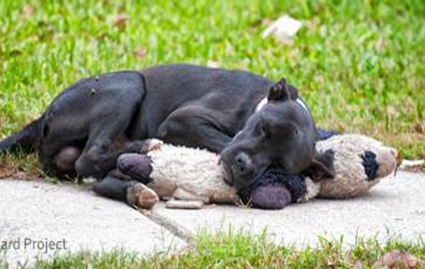 cane-peluche