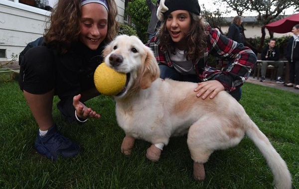 cane-senza-zampe