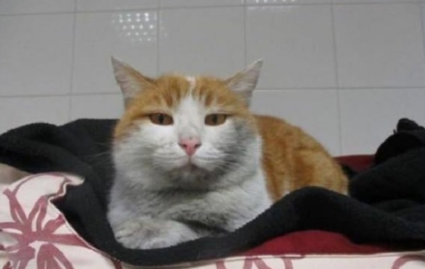 gatto1521