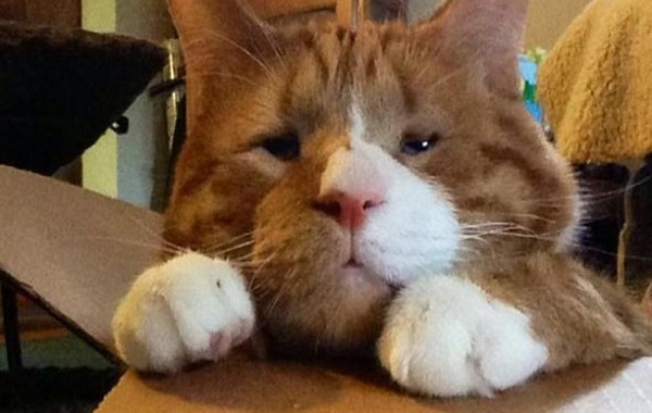 magoo