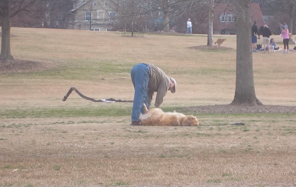 CANE-FINGE-MORTO