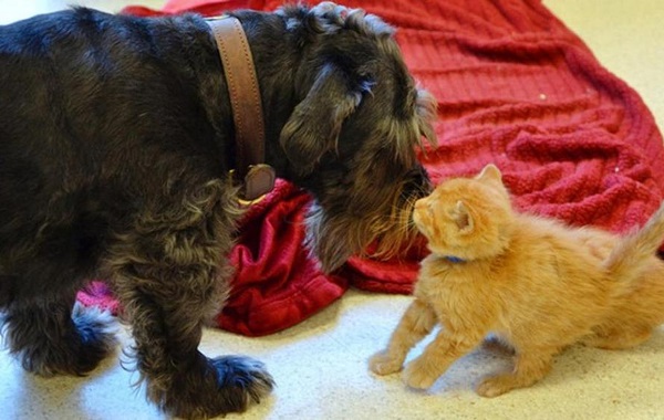 CANE-SALVA-GATTO
