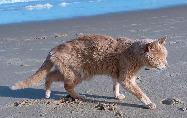 GATTO-ANZIANO