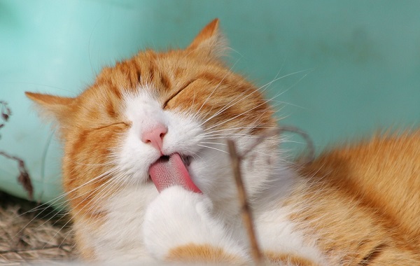 gatto3533