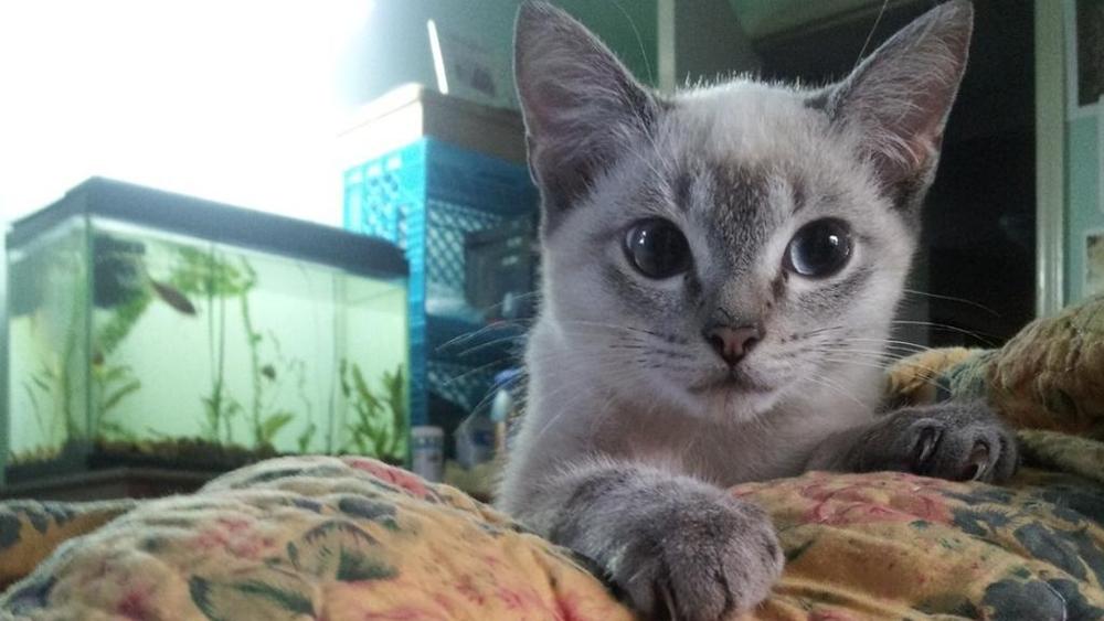 04gatto_randagio-k4eB-U1080442279384ZtE-1024x576@LaStampa.it