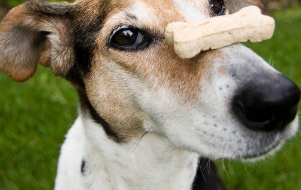 cane1