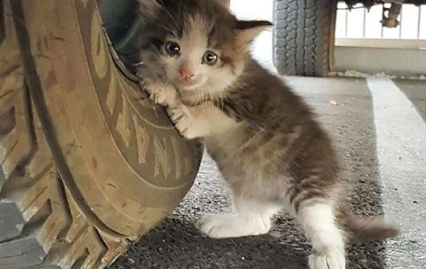 gatto-camion