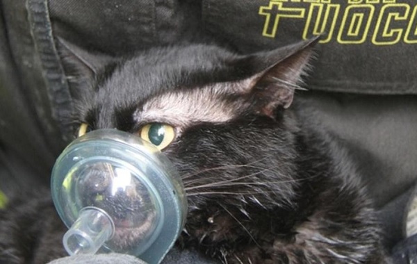 gatto-respirazione